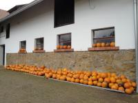 A trip to a pumpkin farm